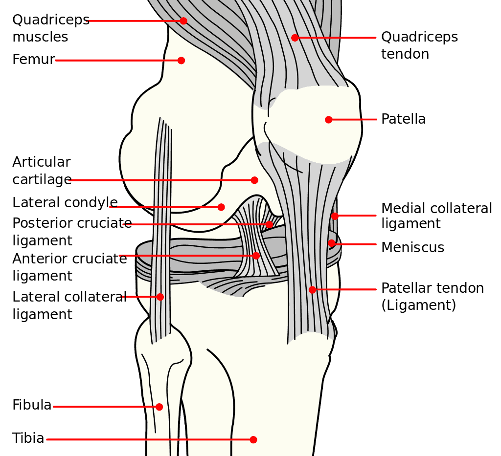 Easy E-Biking - knee diagram, helping to make electric biking practical and fun